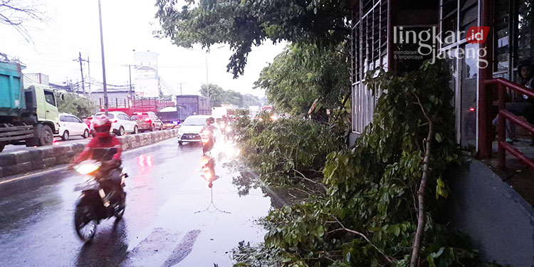 Belasan Pohon Tumbang Akibat Hujan Deras dan Angin Kencang di Semarang