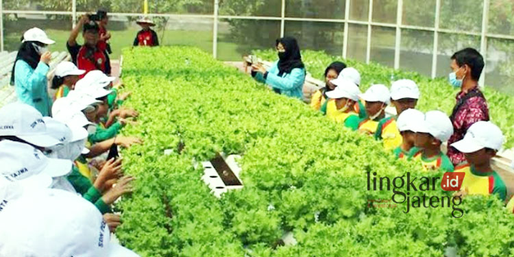 Upaya Ketahanan Pangan, 3 Sekolah di Semarang Terapkan Urban Farming