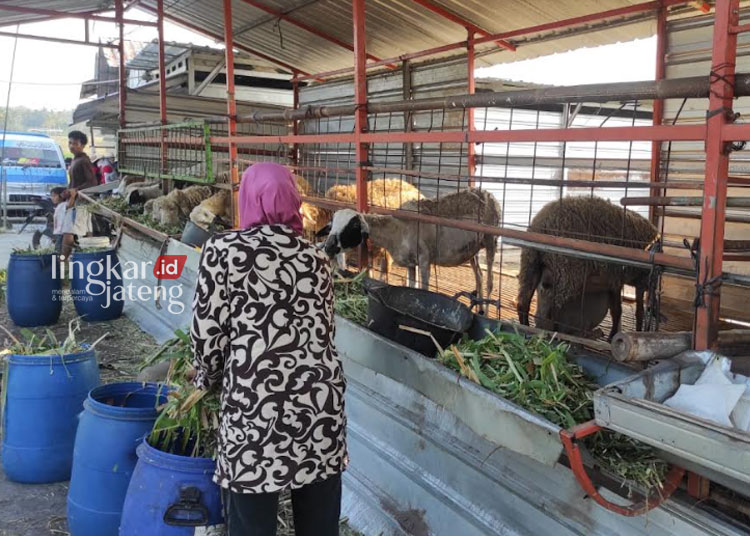 Kemarau Panjang, Produksi Pakan Ternak di Kabupaten Semarang Alami Penurunan