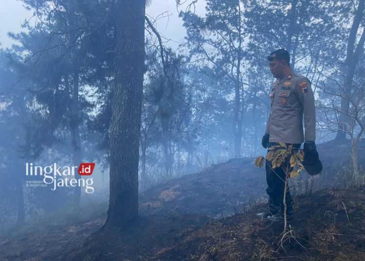 Polisi Ungkap Kebakaran Gunung Merbabu Berasal dari Hutan Pinus